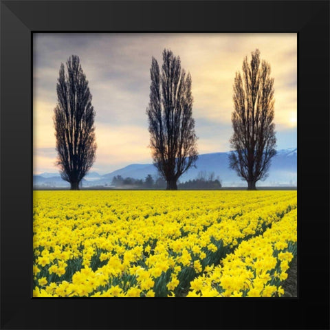 Skagit Valley Daffodils II Black Modern Wood Framed Art Print by Audit, Lisa