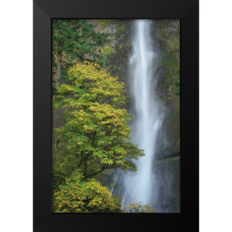 Multnomah Falls color Black Modern Wood Framed Art Print by Majchrowicz, Alan