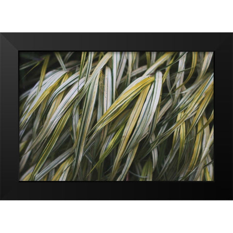 Leafy III Black Modern Wood Framed Art Print by Urquhart, Elizabeth