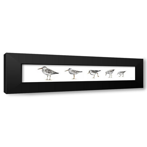 Pebbles and Sandpipers IX Gray No Words Border Black Modern Wood Framed Art Print by Audit, Lisa