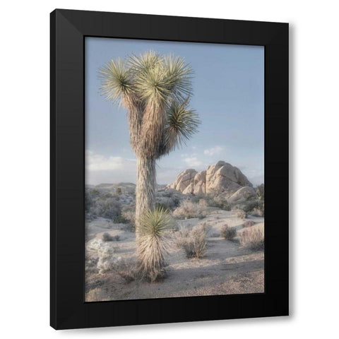 Joshua Tree National Park I Black Modern Wood Framed Art Print with Double Matting by Majchrowicz, Alan