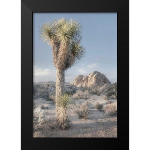 Joshua Tree National Park I Black Modern Wood Framed Art Print by Majchrowicz, Alan