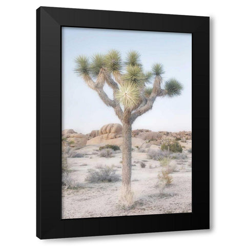 Joshua Tree National Park II Black Modern Wood Framed Art Print with Double Matting by Majchrowicz, Alan