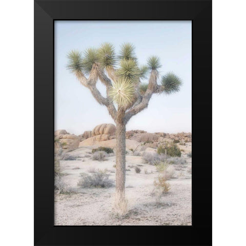 Joshua Tree National Park II Black Modern Wood Framed Art Print by Majchrowicz, Alan