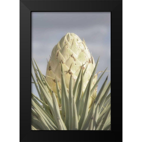 Joshua Tree Black Modern Wood Framed Art Print by Majchrowicz, Alan