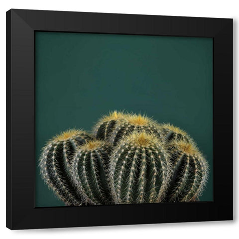 Cacti I Black Modern Wood Framed Art Print with Double Matting by Eichman, Andre