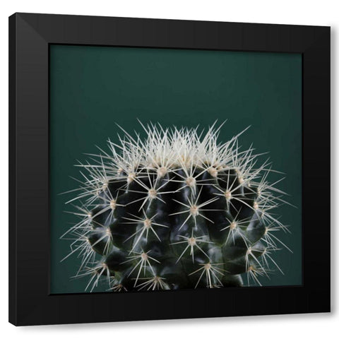 Cacti II Black Modern Wood Framed Art Print with Double Matting by Eichman, Andre