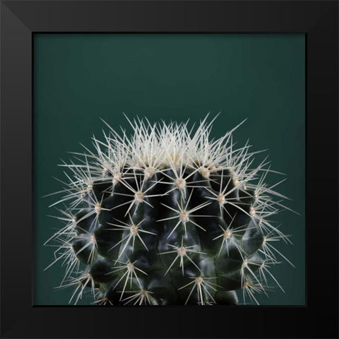 Cacti II Black Modern Wood Framed Art Print by Eichman, Andre