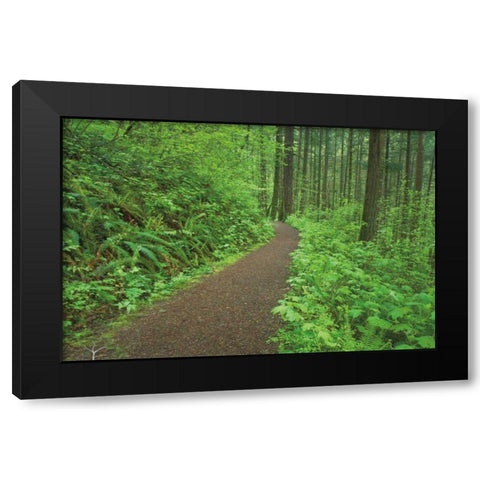 Hiking Trail in Columbia River Gorge I Black Modern Wood Framed Art Print by Majchrowicz, Alan