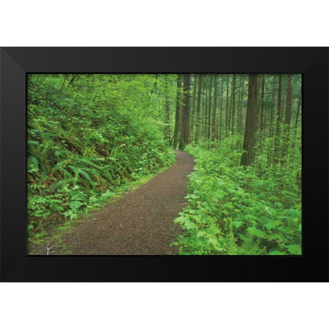 Hiking Trail in Columbia River Gorge I Black Modern Wood Framed Art Print by Majchrowicz, Alan