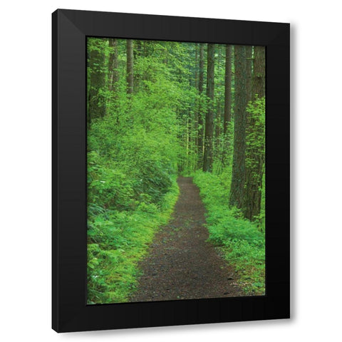 Hiking Trail in Columbia River Gorge II Black Modern Wood Framed Art Print by Majchrowicz, Alan