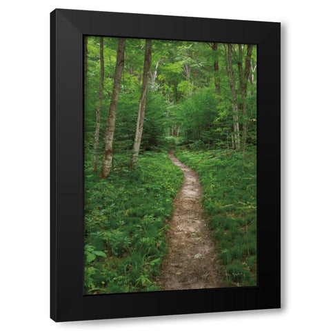 North Country Trail Black Modern Wood Framed Art Print by Majchrowicz, Alan
