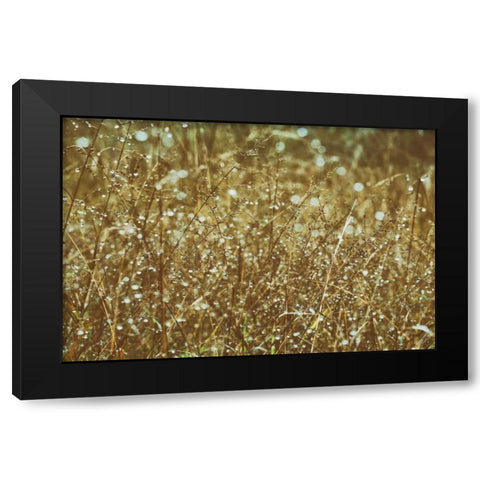 Dew on Grasses Black Modern Wood Framed Art Print with Double Matting by Aledanda
