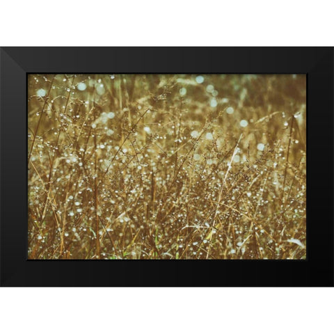 Dew on Grasses Black Modern Wood Framed Art Print by Aledanda
