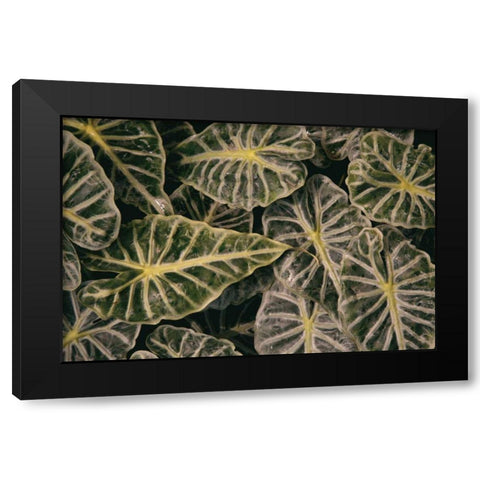Greenery Abounds Black Modern Wood Framed Art Print with Double Matting by Aledanda