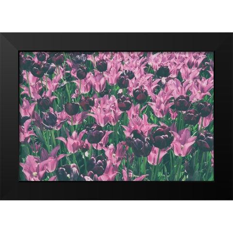 Tulip Botanical Black Modern Wood Framed Art Print by Aledanda