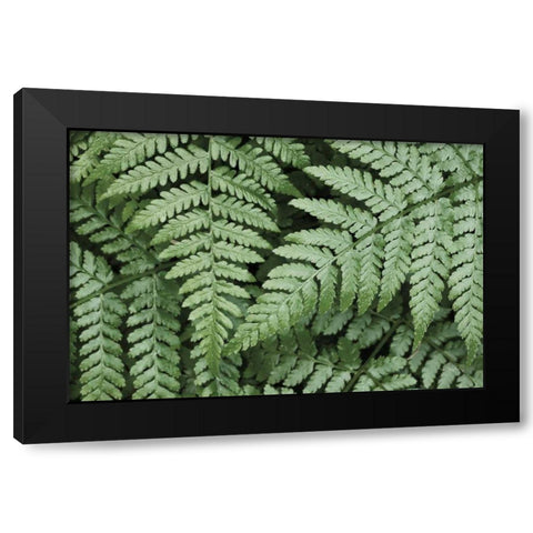 Lady Ferns II Color Black Modern Wood Framed Art Print with Double Matting by Majchrowicz, Alan