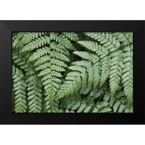 Lady Ferns II Color Black Modern Wood Framed Art Print by Majchrowicz, Alan