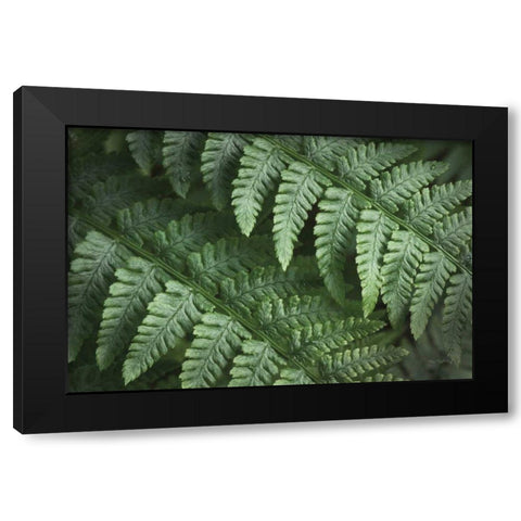 Lady Ferns III Color Black Modern Wood Framed Art Print with Double Matting by Majchrowicz, Alan