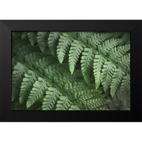 Lady Ferns III Color Black Modern Wood Framed Art Print by Majchrowicz, Alan