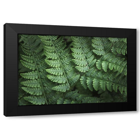 Lady Ferns IV Color Black Modern Wood Framed Art Print with Double Matting by Majchrowicz, Alan