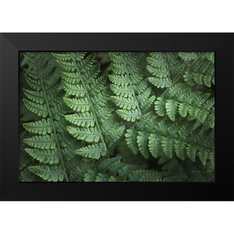 Lady Ferns IV Color Black Modern Wood Framed Art Print by Majchrowicz, Alan