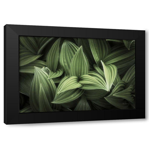 Corn Lily I Black Modern Wood Framed Art Print with Double Matting by Majchrowicz, Alan