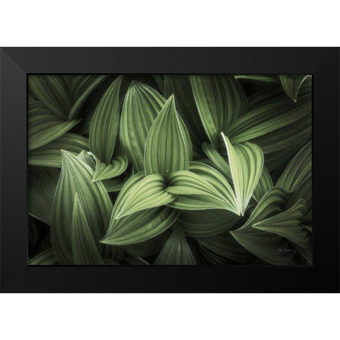 Corn Lily I Black Modern Wood Framed Art Print by Majchrowicz, Alan