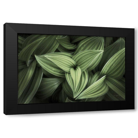 Corn Lily II Black Modern Wood Framed Art Print with Double Matting by Majchrowicz, Alan