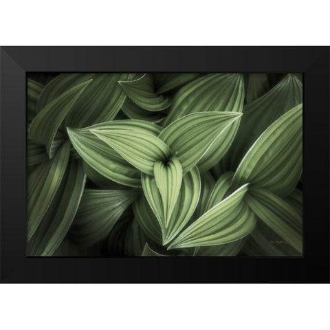 Corn Lily II Black Modern Wood Framed Art Print by Majchrowicz, Alan