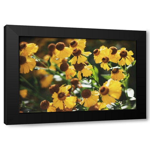 Autumn Flowers II Black Modern Wood Framed Art Print with Double Matting by Marshall, Laura