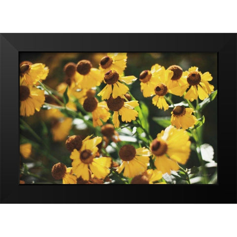 Autumn Flowers II Black Modern Wood Framed Art Print by Marshall, Laura