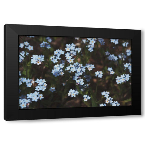 Forget Me Nots I Black Modern Wood Framed Art Print with Double Matting by Marshall, Laura