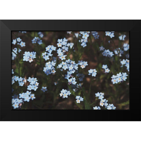 Forget Me Nots I Black Modern Wood Framed Art Print by Marshall, Laura
