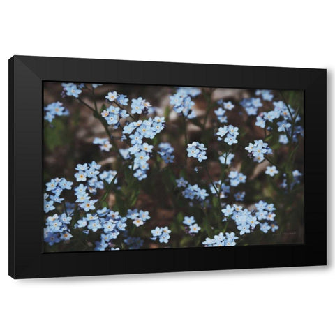 Forget Me Nots II Black Modern Wood Framed Art Print with Double Matting by Marshall, Laura