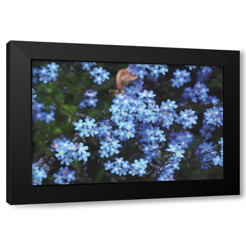 Forget Me Nots III Black Modern Wood Framed Art Print with Double Matting by Marshall, Laura