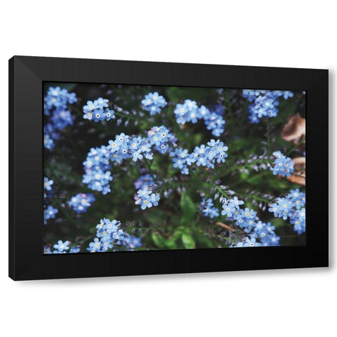 Forget Me Nots IV Black Modern Wood Framed Art Print with Double Matting by Marshall, Laura