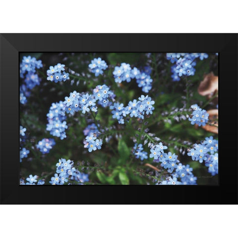 Forget Me Nots IV Black Modern Wood Framed Art Print by Marshall, Laura