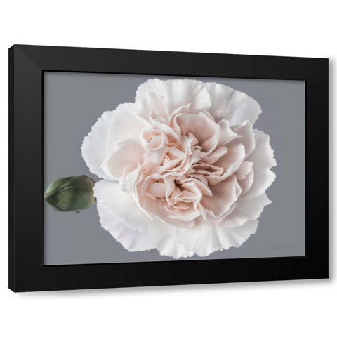 Blush Carnation Black Modern Wood Framed Art Print with Double Matting by Catterall, Elise
