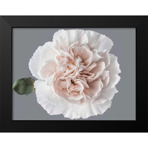 Blush Carnation Black Modern Wood Framed Art Print by Catterall, Elise