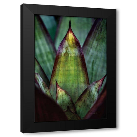 Succulent Detail II Black Modern Wood Framed Art Print with Double Matting by Catterall, Elise