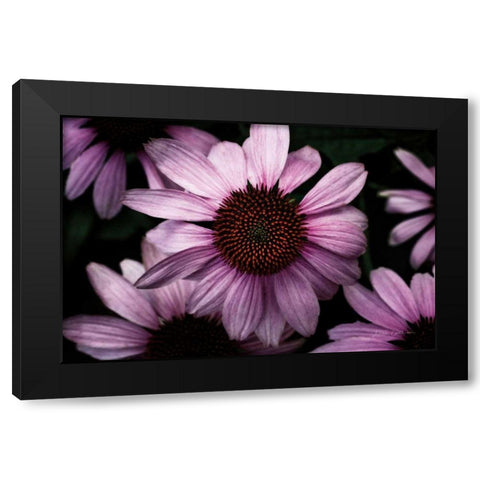 Echinacea Black Modern Wood Framed Art Print with Double Matting by Catterall, Elise