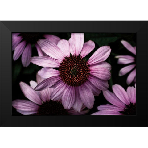 Echinacea Black Modern Wood Framed Art Print by Catterall, Elise