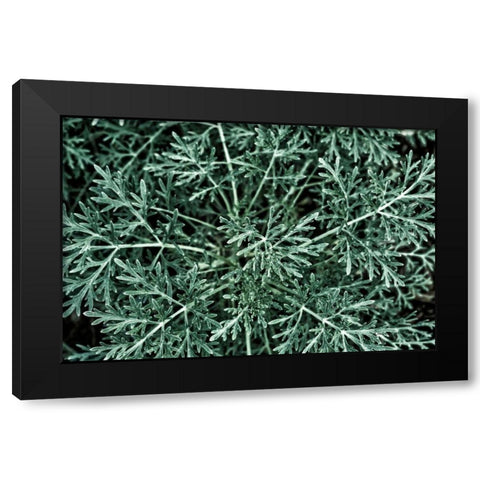 Greenery Closeup Black Modern Wood Framed Art Print with Double Matting by Catterall, Elise