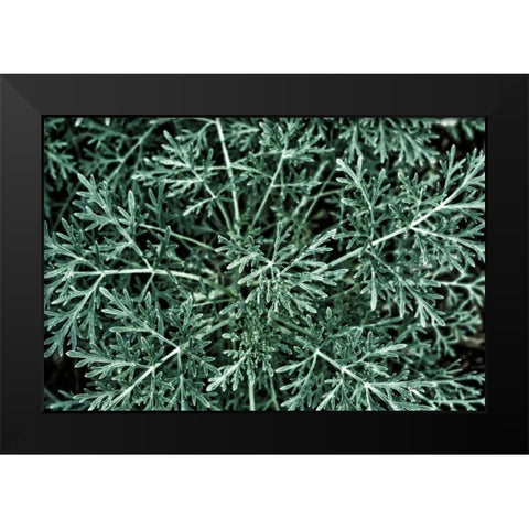 Greenery Closeup Black Modern Wood Framed Art Print by Catterall, Elise
