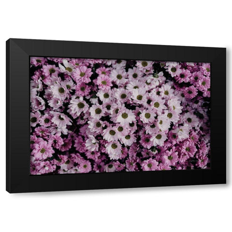 Pale Daisies Black Modern Wood Framed Art Print with Double Matting by Catterall, Elise