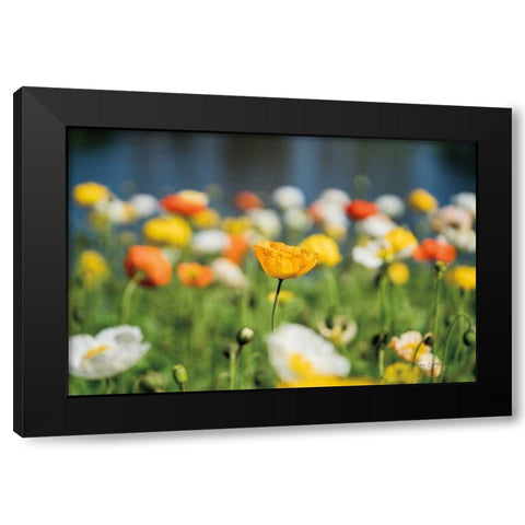 Poppy Field Black Modern Wood Framed Art Print with Double Matting by Catterall, Elise