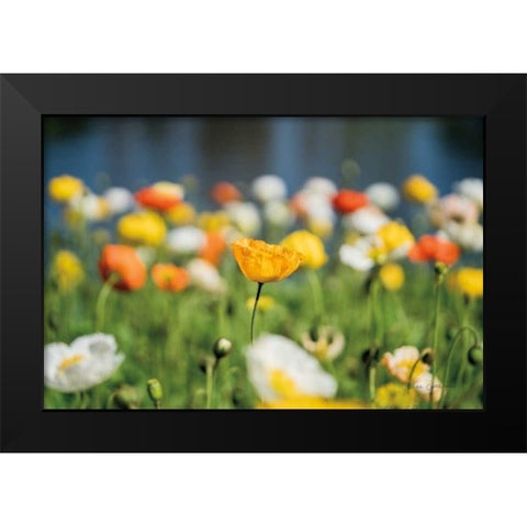 Poppy Field Black Modern Wood Framed Art Print by Catterall, Elise