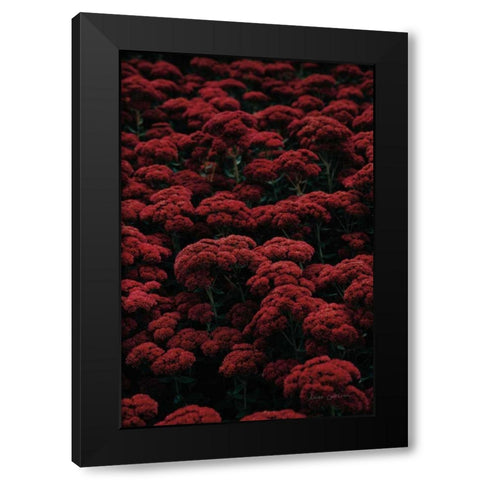 Sedum Black Modern Wood Framed Art Print with Double Matting by Catterall, Elise