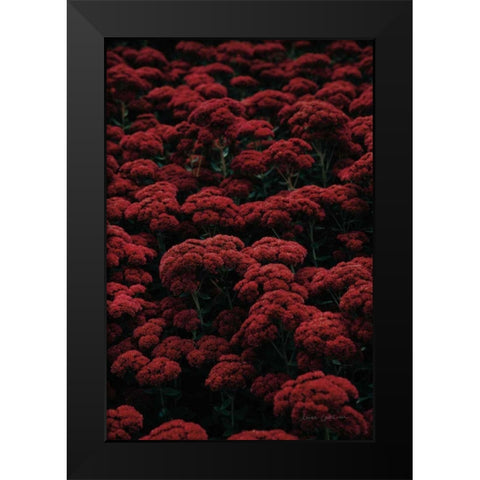 Sedum Black Modern Wood Framed Art Print by Catterall, Elise